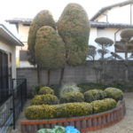 木の植え替え  シマトネリコ（奈良市）
