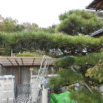 松の木せん定（奈良市）