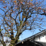 高木伐採（奈良市）